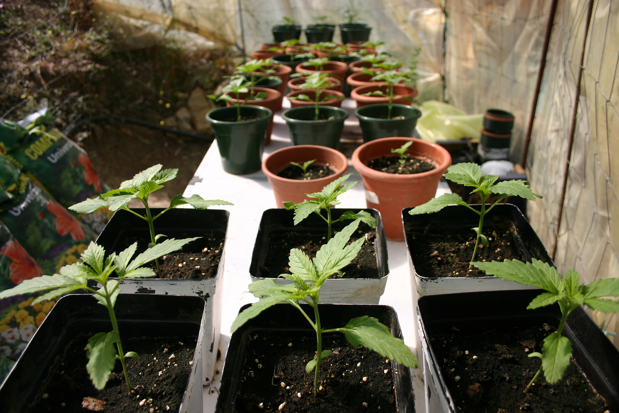 Keimen von Cannabis-Samen: Direkt in Erde keimen Methode on Vimeo